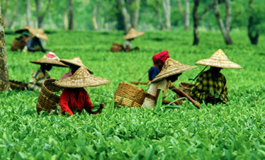 Assam Meghalaya Tour