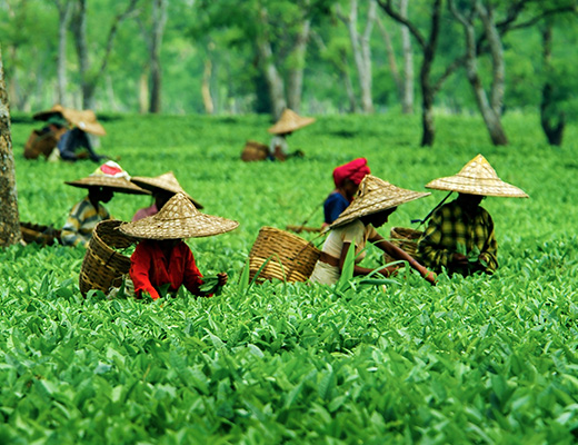 Assam-2
